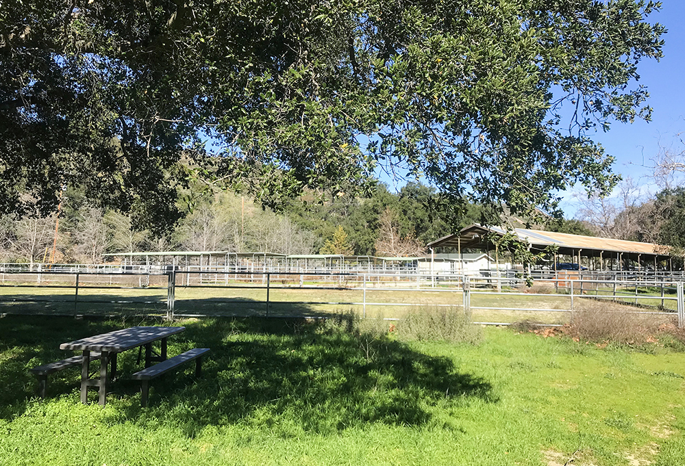 Photo of Saddle Club